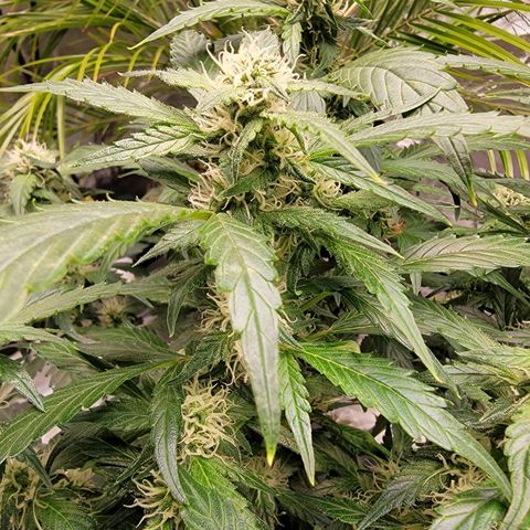 Revolver growlog photo: Just a shot on some Revolver Colas. Getting Mc Frosty