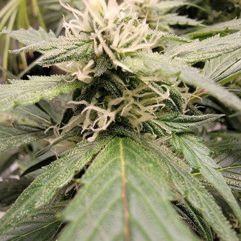 Revolver growlog photo: Just a shot on some Revolver Colas. Getting Mc Frosty