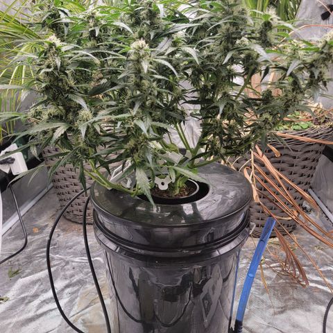 Revolver growlog photo: Bucket Change 