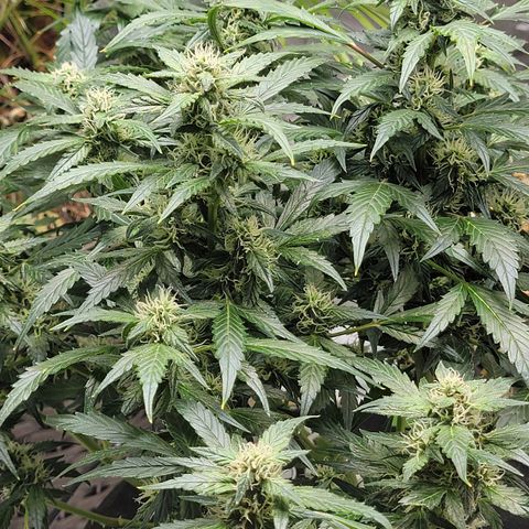 Revolver growlog photo: Few more pics from the week of the 2nd