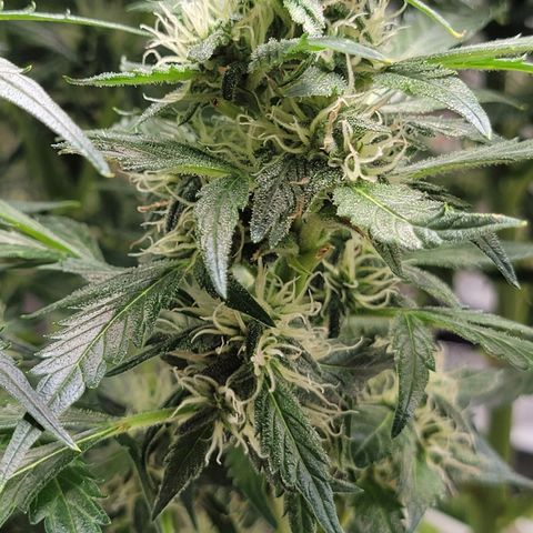 Revolver growlog photo: Few more pics from the week of the 2nd