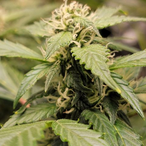 Revolver growlog photo: Few more pics from the week of the 2nd