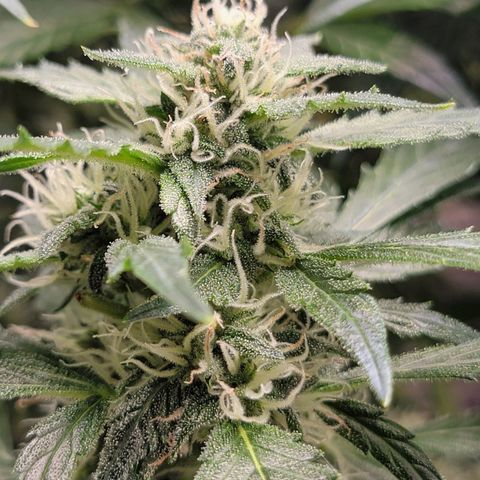 Revolver growlog photo: Few more pics from the week of the 2nd