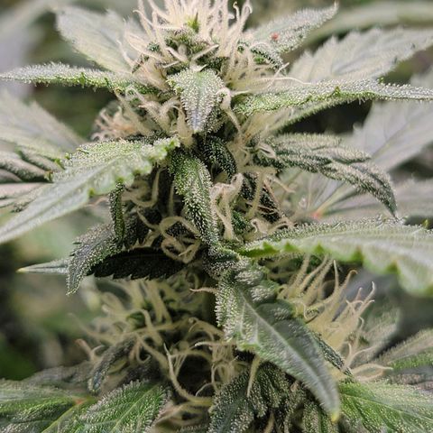 Revolver growlog photo: Few more pics from the week of the 2nd