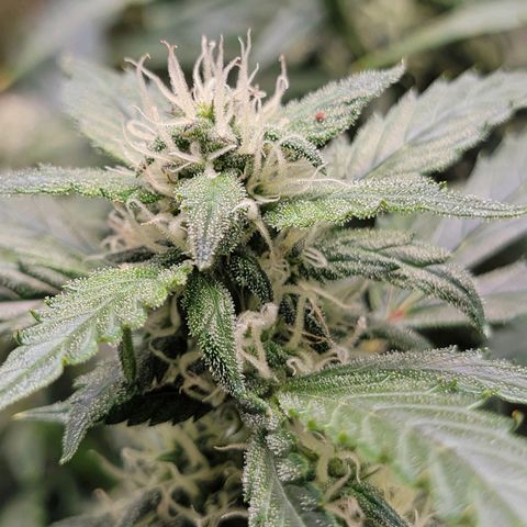 Revolver growlog photo: Few more pics from the week of the 2nd