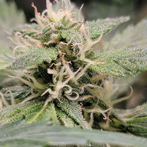 Revolver growlog photo: Few more pics from the week of the 2nd