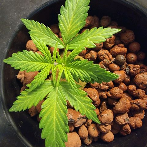 Gorilla Glue Auto growlog photo: Week 2