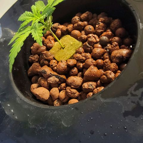 Gorilla Glue Auto growlog photo: Week 2