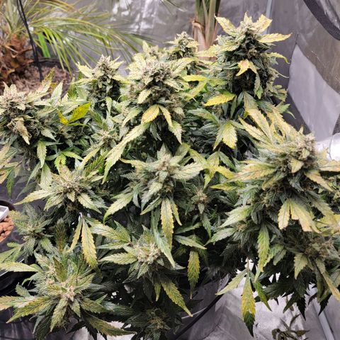 Revolver growlog timeline photo