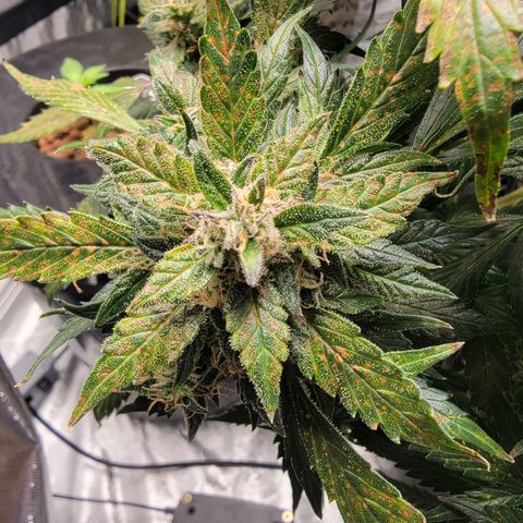 Revolver growlog timeline photo