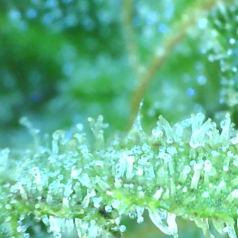 Revolver growlog photo: Trichomes 