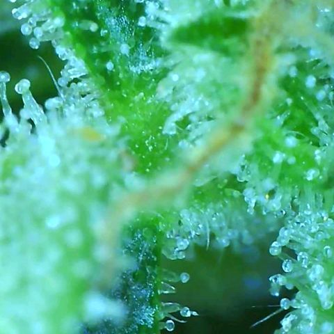 Revolver growlog photo: Trichomes 