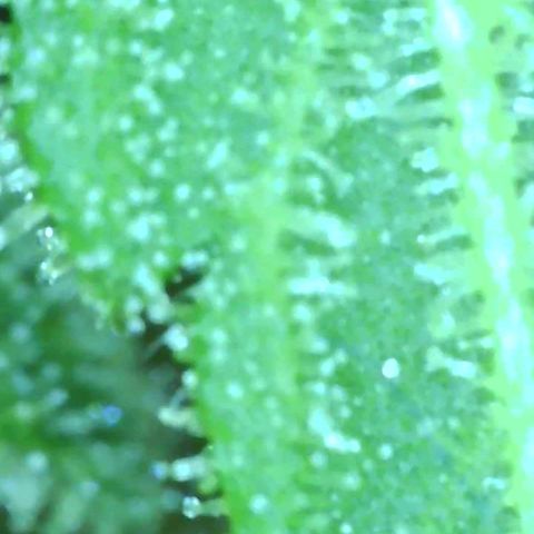 Revolver growlog photo: Trichomes 