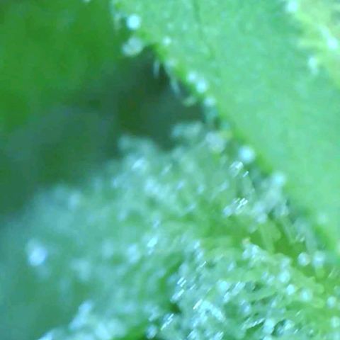 Revolver growlog photo: Trichomes 
