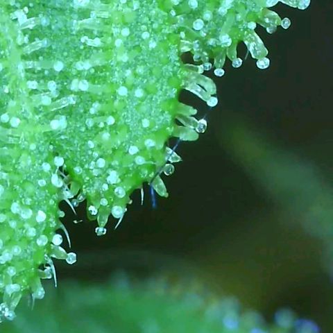 Revolver growlog photo: Trichomes 