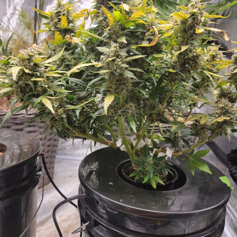 Revolver growlog photo: We're gonna call it done. Time to harvest