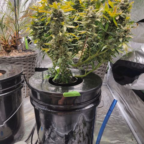 Revolver growlog photo: We're gonna call it done. Time to harvest
