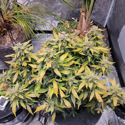 Revolver growlog photo: We're gonna call it done. Time to harvest