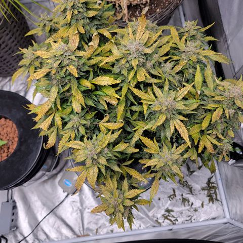 Revolver growlog photo: We're gonna call it done. Time to harvest