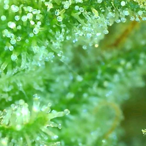 Revolver growlog photo: We're gonna call it done. Time to harvest