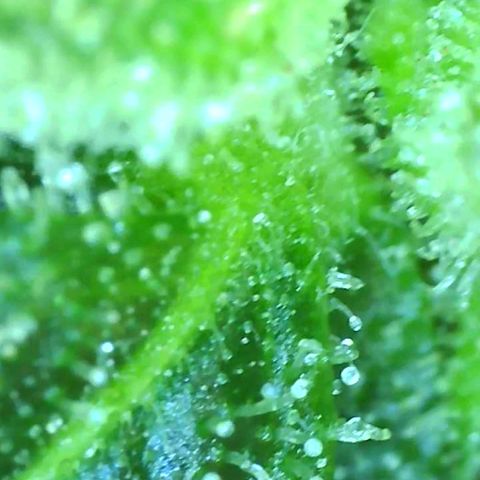 Revolver growlog photo: We're gonna call it done. Time to harvest