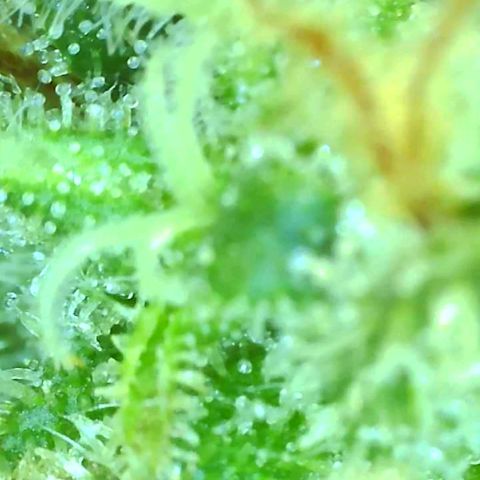 Revolver growlog photo: We're gonna call it done. Time to harvest