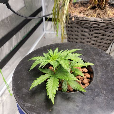 Gorilla Glue Auto growlog photo: Week 3