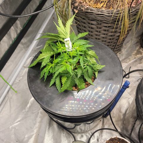 Gorilla Glue Auto growlog photo: Week 3 After LST top