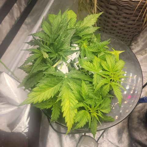 Gorilla Glue Auto growlog timeline photo