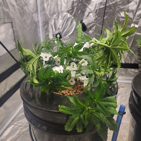 Gorilla Glue Auto growlog photo: Week 6 lst before and a day after