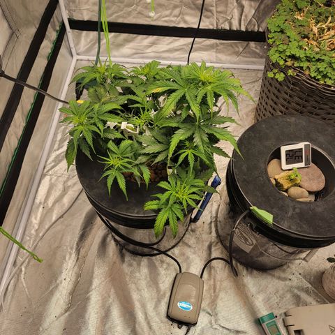 Gorilla Glue Auto growlog photo: Week 6 lst before and a day after