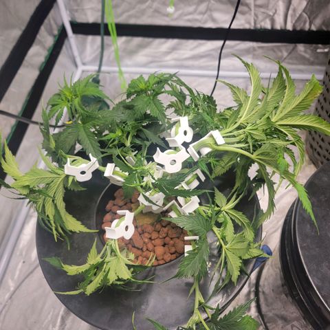 Gorilla Glue Auto growlog photo: Week 6 lst before and a day after