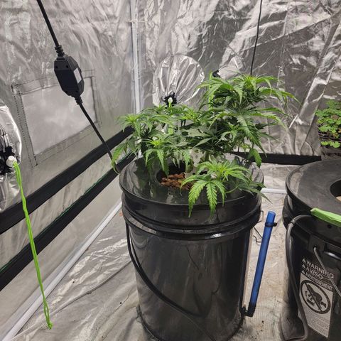 Gorilla Glue Auto growlog photo: Week 6 lst before and a day after