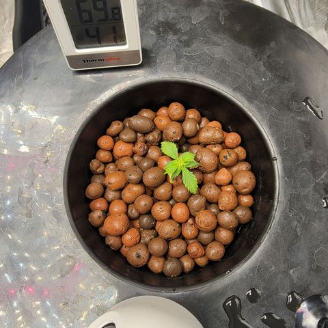 AutoBlueberry growlog photo: Very slow growth going to reduce nutes into 3rds instead of halves. 