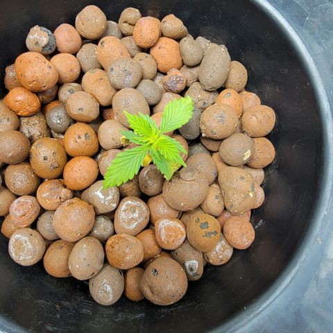 AutoBlueberry growlog photo: Very slow growth going to reduce nutes into 3rds instead of halves. 