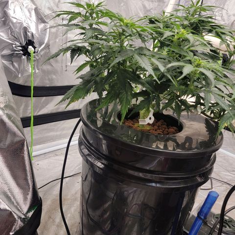 Gorilla Glue Auto growlog photo: Showing first signs of flower
Switch to bloom nutrients 