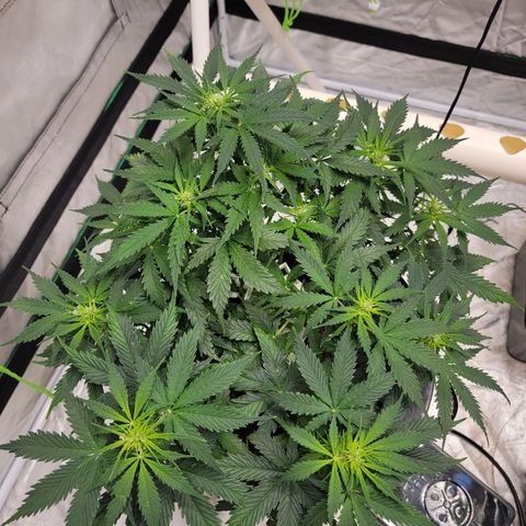 Gorilla Glue Auto growlog photo: Showing first signs of flower
Switch to bloom nutrients 
