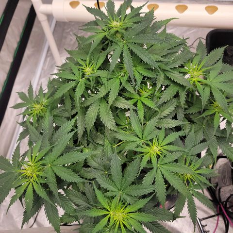Gorilla Glue Auto growlog photo: Showing first signs of flower
Switch to bloom nutrients 