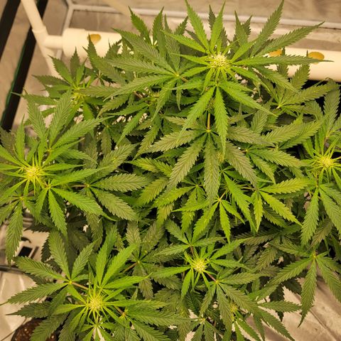 Gorilla Glue Auto growlog timeline photo