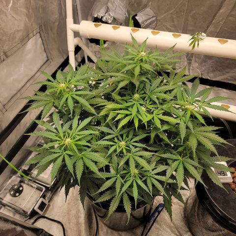 Gorilla Glue Auto growlog timeline photo