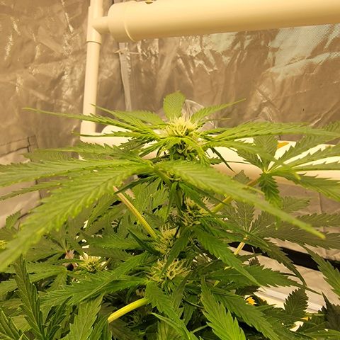 Gorilla Glue Auto growlog timeline photo