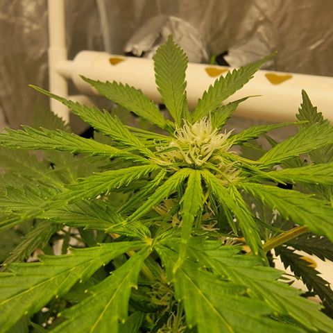 Gorilla Glue Auto growlog timeline photo