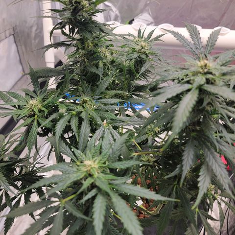 Gorilla Glue Auto growlog timeline photo