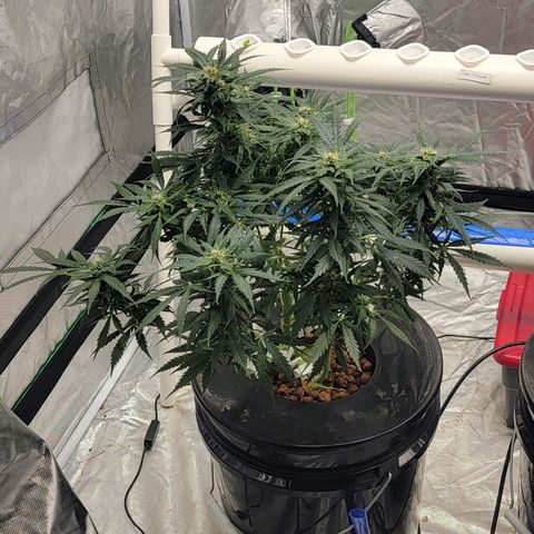 Gorilla Glue Auto growlog timeline photo