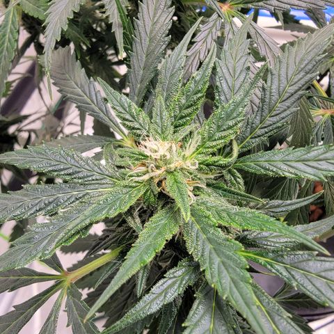 Gorilla Glue Auto growlog timeline photo