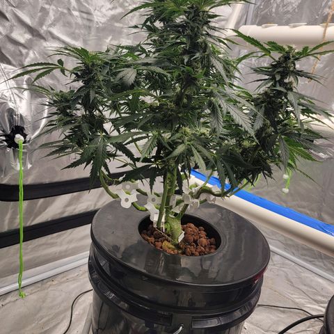 Gorilla Glue Auto growlog timeline photo