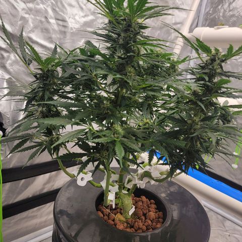 Gorilla Glue Auto growlog timeline photo
