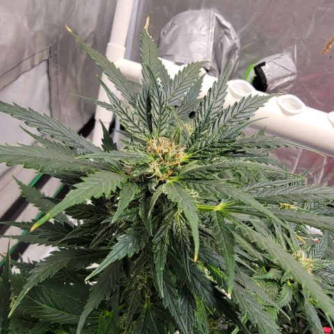 Gorilla Glue Auto growlog timeline photo