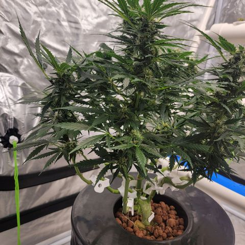 Gorilla Glue Auto growlog timeline photo