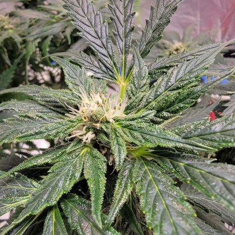 Gorilla Glue Auto growlog timeline photo
